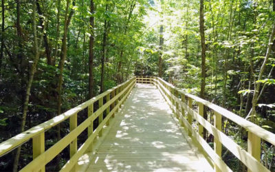 Introducing Pinegrove Campground’s Twin Pine Boardwalk